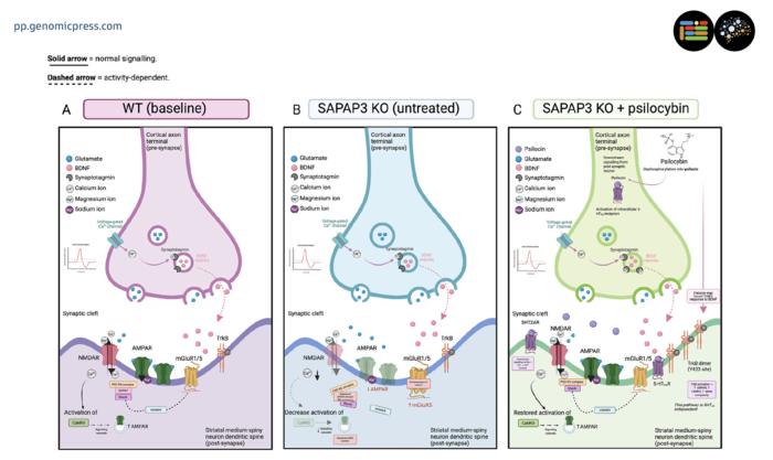 Synaptic structure and function in WT, SAPAP3 KO, and psilocybin-treated SAPAP3 KO mice.