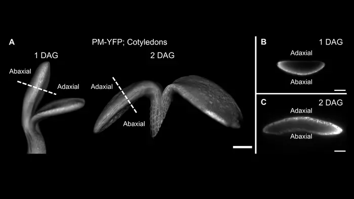 Cotyledon shape