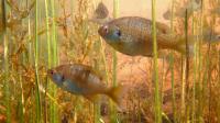 Bluegill