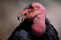 Condor