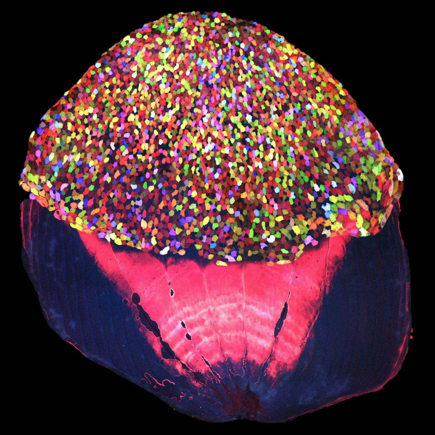 Zebrafish Scale Skinbow