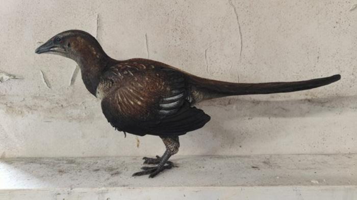 Model of Archaeopteryx