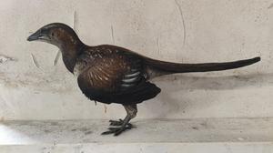 Model of Archaeopteryx