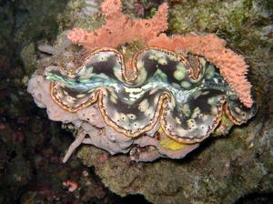 Tridacna gigas