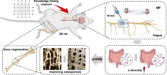 Knowledge Mining Inspired Therapy of Osteoporosis by Magnetic Hydrogel Mediated Precise Stimulation of Vagus Nerve Under a Rotational Magnetic Field