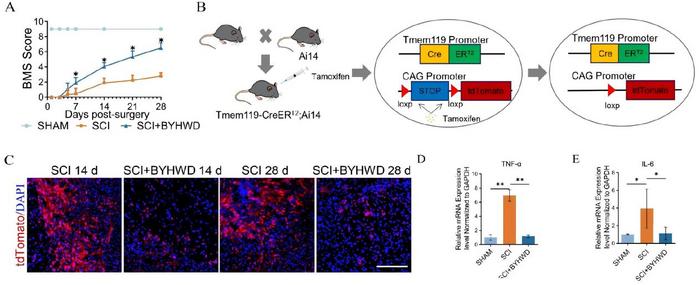 Buyang Huanwu Decoction Promotes Functional Recovery and Alleviates Neuroinflammation After Spinal Cord Injury.