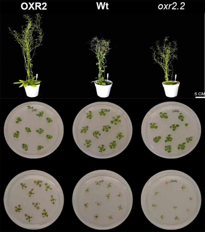 Arabidopsis Thaliana Plants