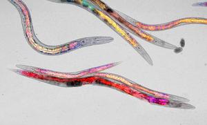 C. elegans