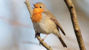 Robin redbreast singing