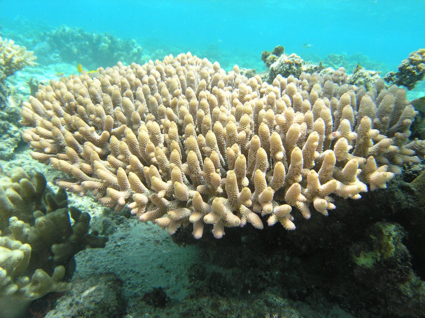 <i>Acropora millepora</i>