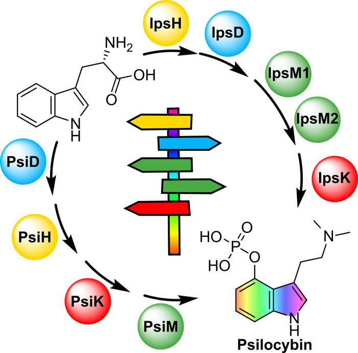 Two different pathways of psilocybin biosynthesis