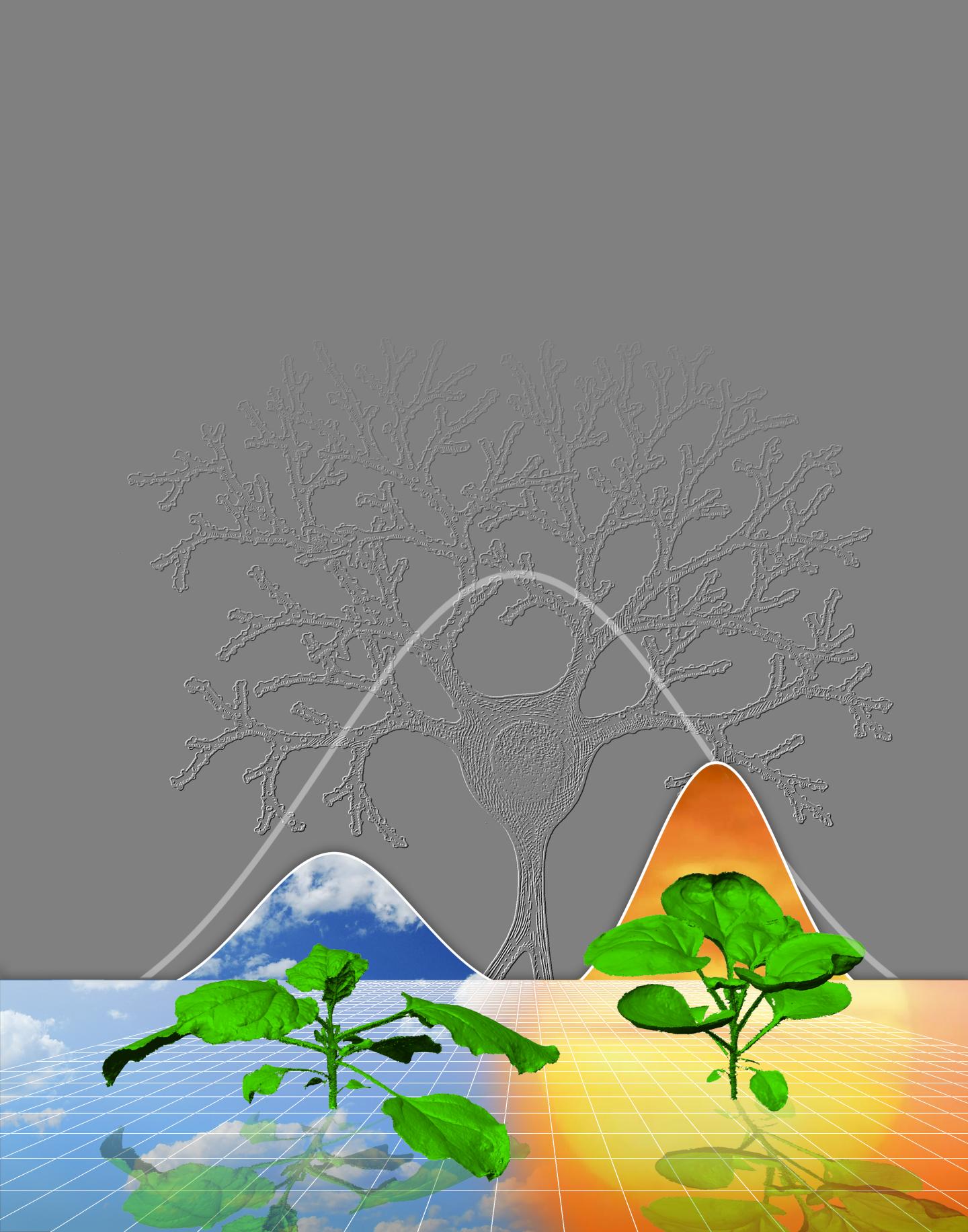 How Plants Grow like Human Brains