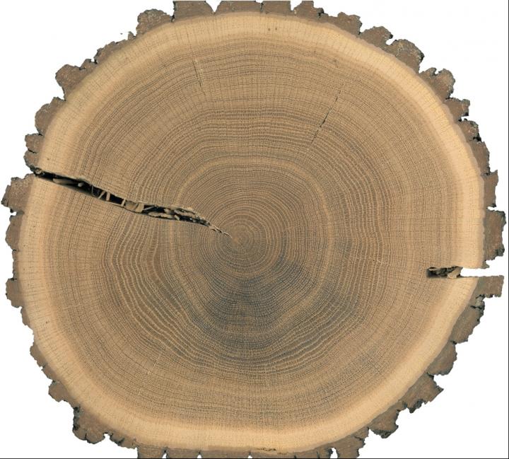 European oak