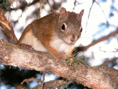 Some Squirrels Born With a Silver Spoon