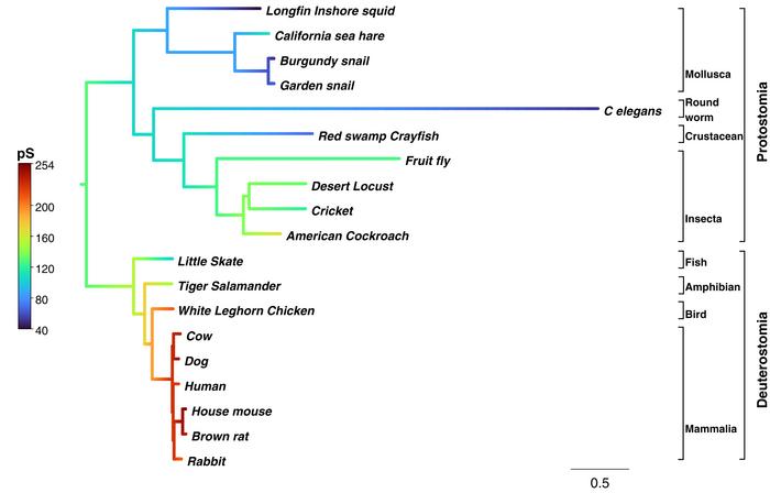 Phylogenetic tree of BK conductance