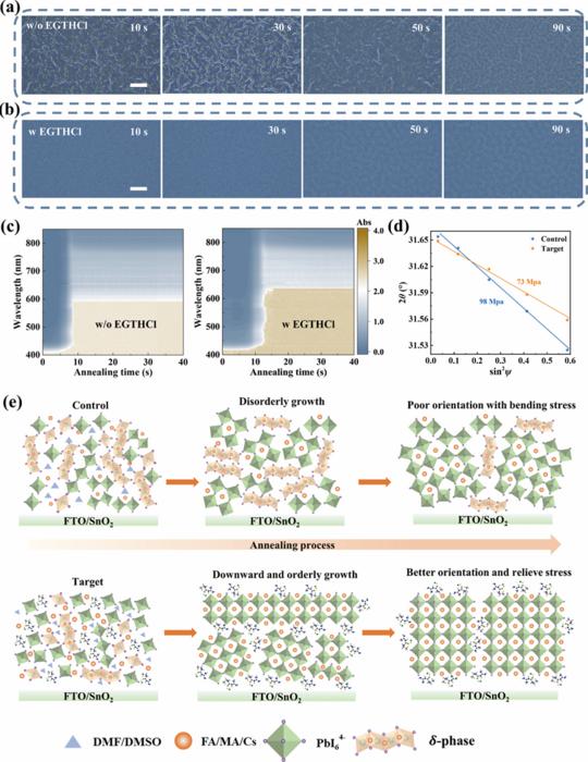 Controlled crystallization dynamics of high-concentration perovskite precursors with EGTHCl additive