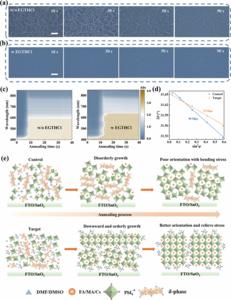 Controlled crystallization dynamics of high-concentration perovskite precursors with EGTHCl additive