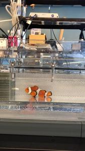 Fish swimming in tank