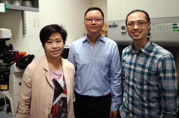 The Research Team