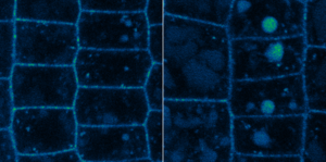 A comparison of the effect of normal and reduced levels of UBP12 and UBP13 on BRI1 in cells
