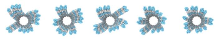 Cellular scaffolding secrets unlocked
