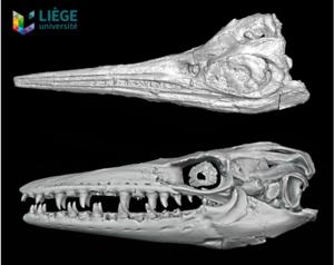 3D models of the skull of typical species before and after the Cenomanian-Turonian transition