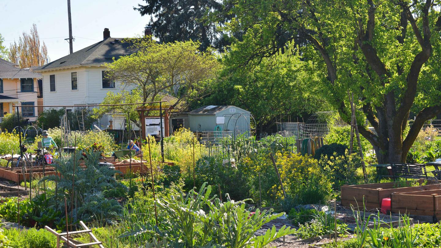 A Community Garden