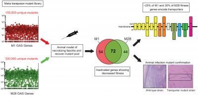 Study: Gene Fitness Landscape of Group a Streptococcus During Necrotizing Myositis