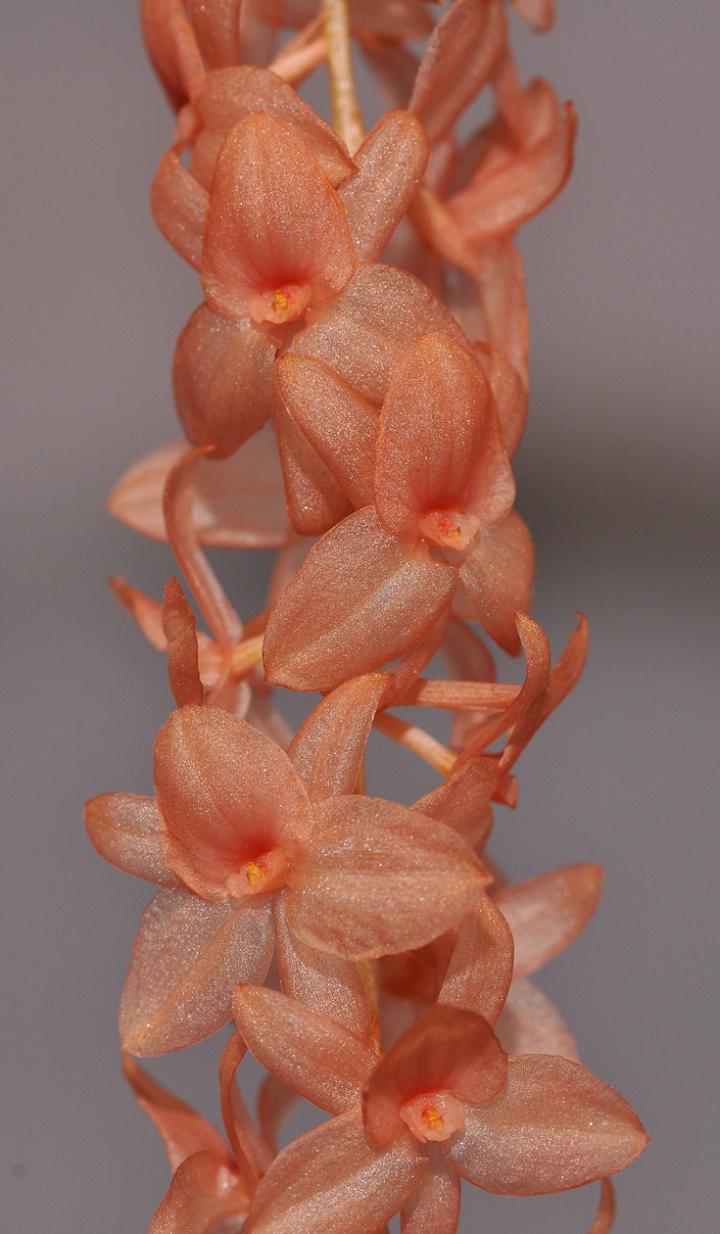 'Big Pink' Orchid