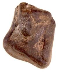 Scelidosaurus femur