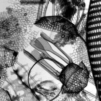 Phytoplankton