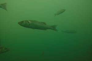 Europe Sea bass