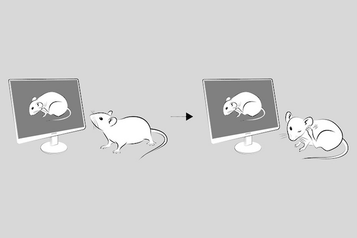Scratching mice