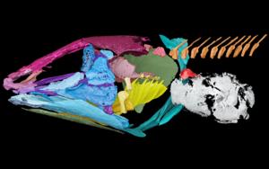 Prehistoric fish: coelacanths heard underwater using their lungs