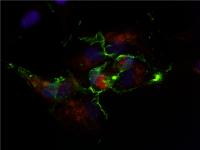 Stem Cell (2 of 2)