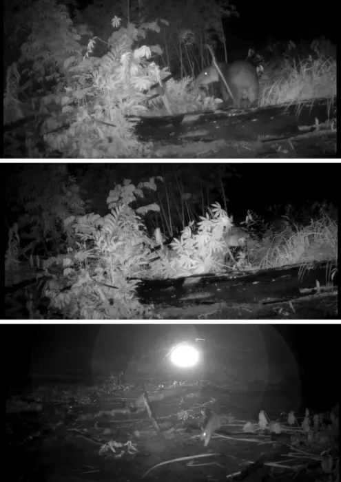 Solar-powered LED motion-sensor light interacting with various animals