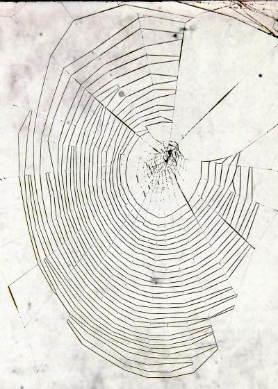 Young Web