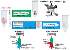 Figure 2. Tissue-clearing techniques and three-dimensional fluorescence imaging