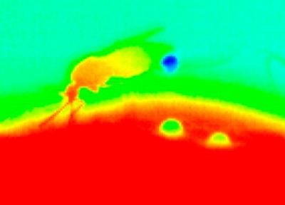Mosquitoes Cool Down During Blood-feeding to Avoid Overheating