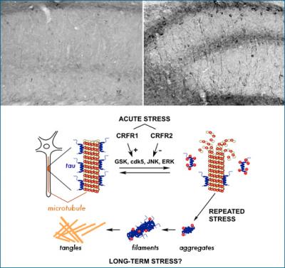 Stress and Tau Phosphorylation