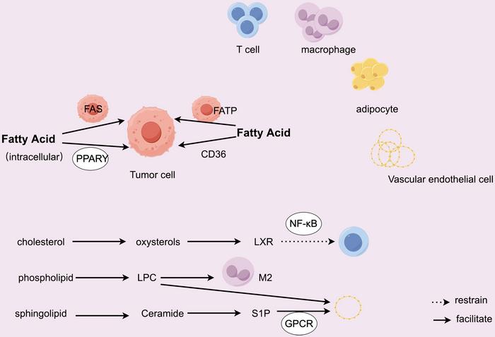 Mechanism of lipid metabolism affecting tumor microenvironment
