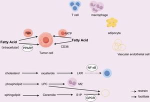 Mechanism of lipid metabolism affecting tumor microenvironment