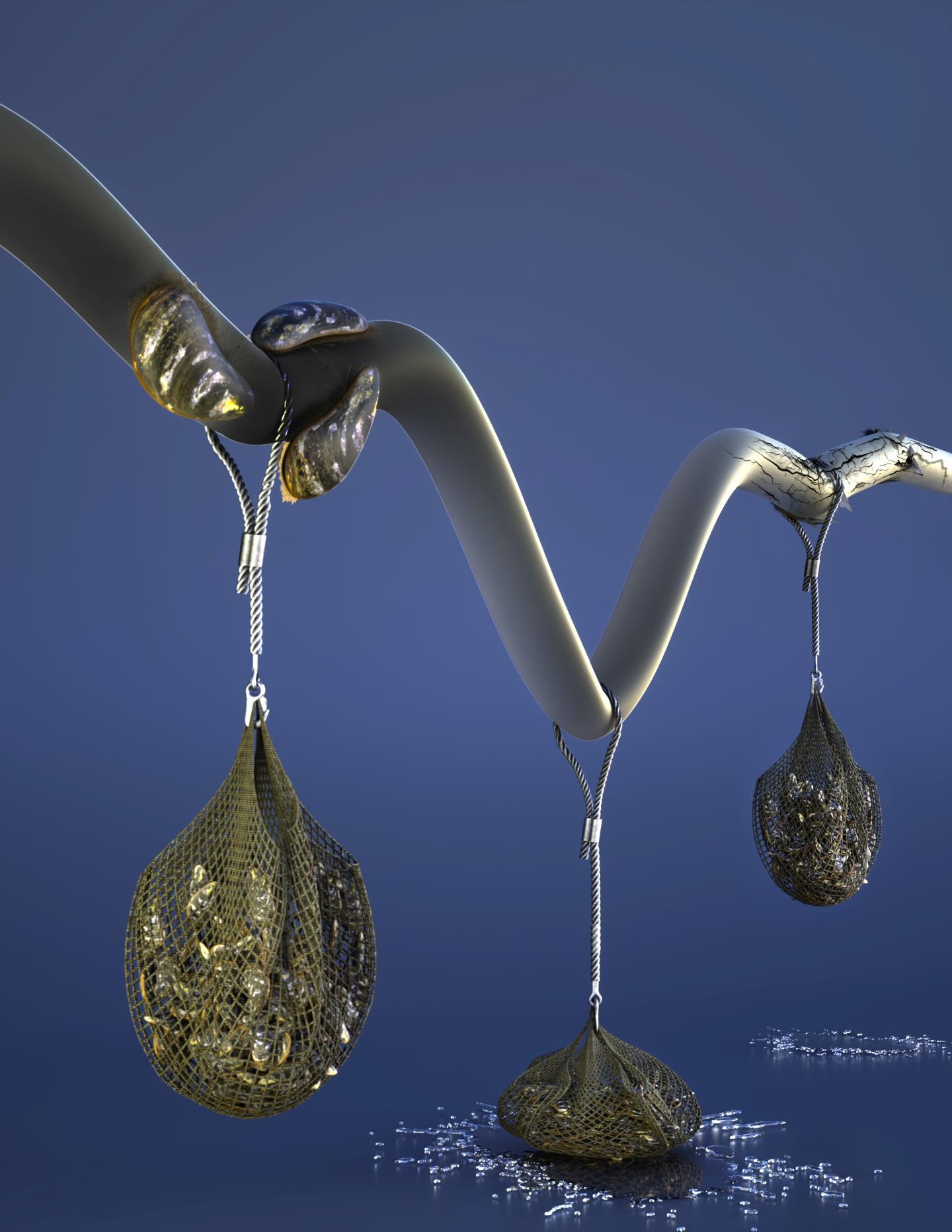 Taking a Tip from Mussels to Make Materials Both Strong and Flexible (2 of 2)