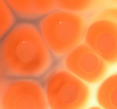 <i>Staphylococcus aureus</i> Bacteria