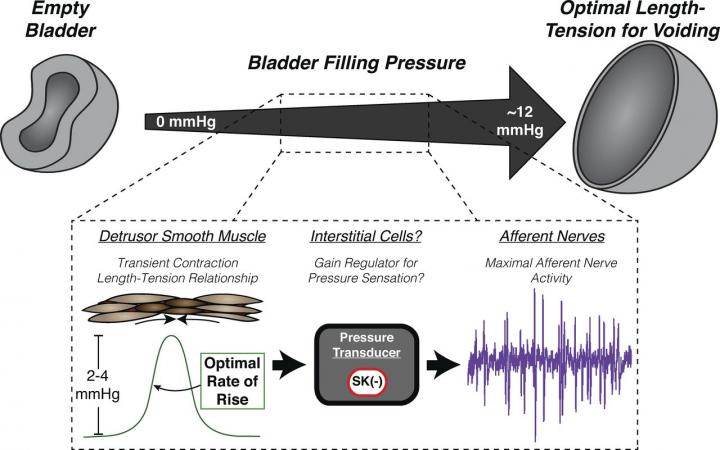 Proposed Model of TC-Evoked Afferent Bursts