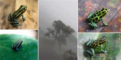 Poison Dart Frogs
