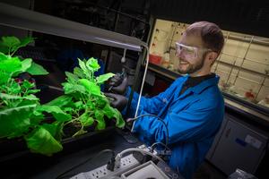 antibacterial plant spray - 2