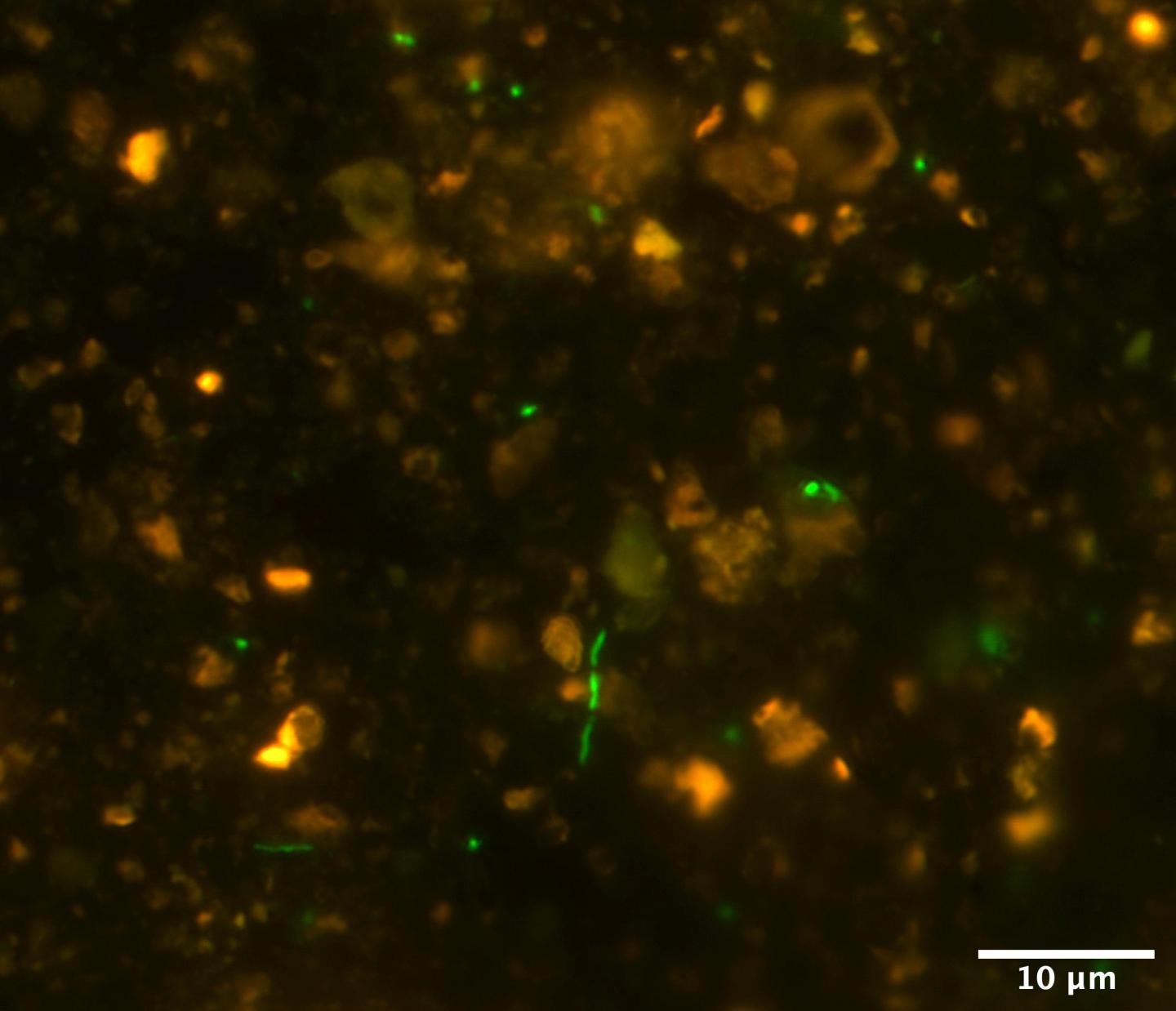 Microbial Cells