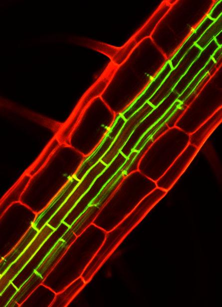 A Diffusion Barrier 