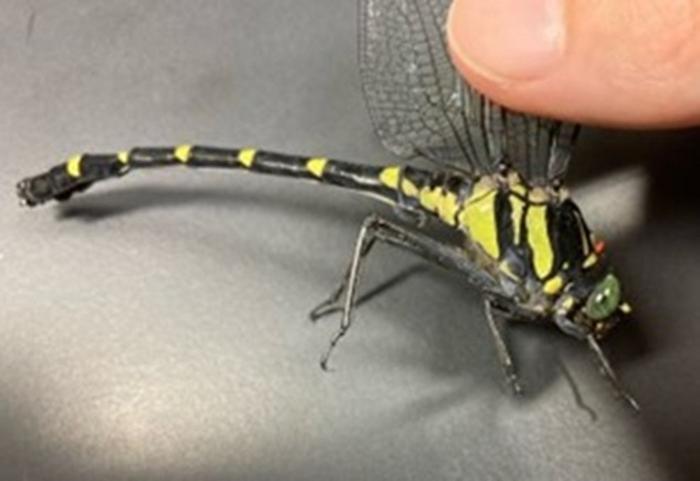 The reflective yellow parts of dragonflies that enable others to identify their sex